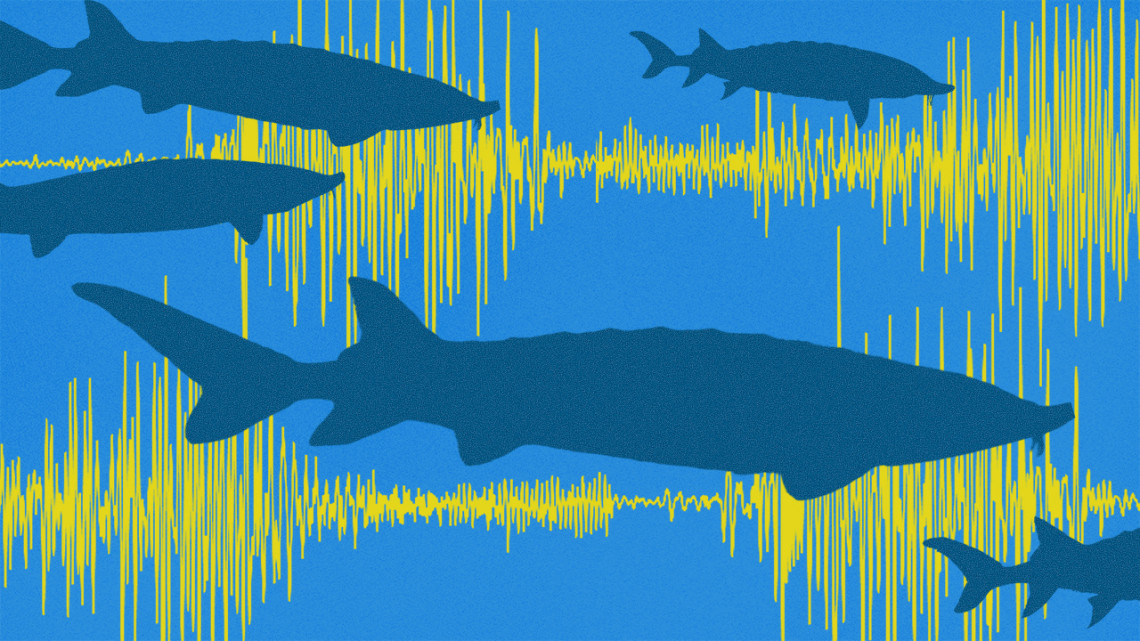 2026_1182_soundsofsturgeon_final_n